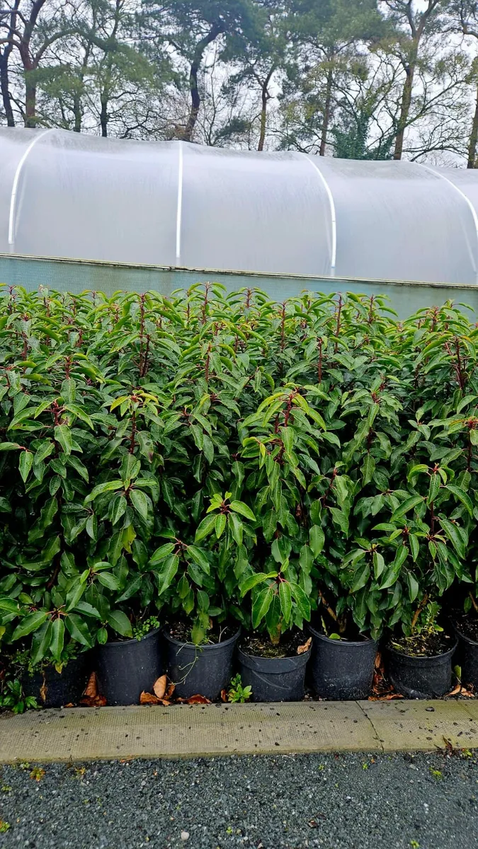 Portuguese Laurel Hedging 50-70cm 3ltr pots - Image 4