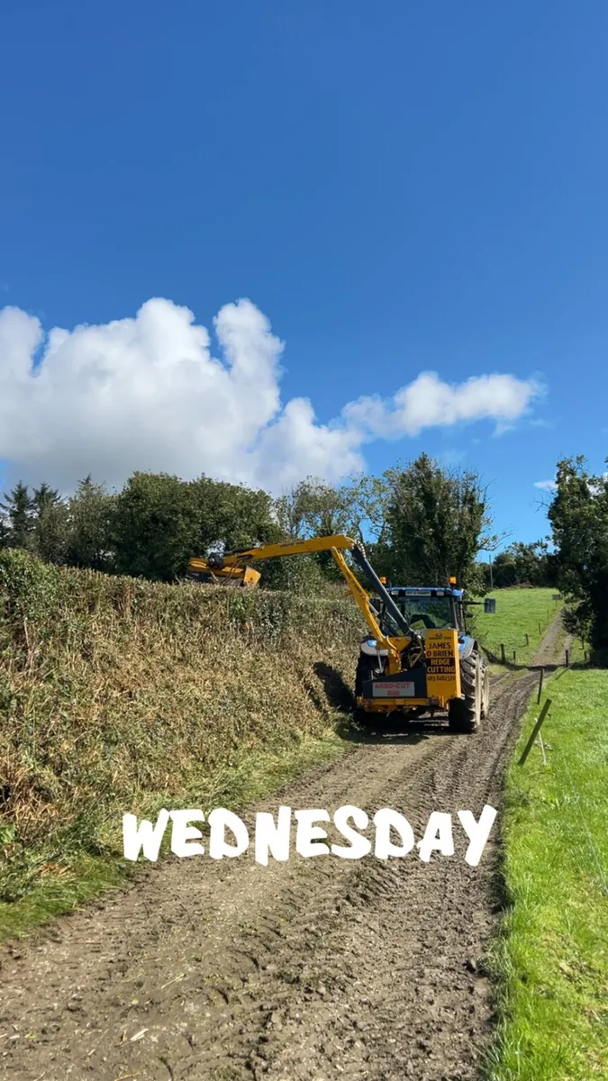 Hedge cutting service - Image 2