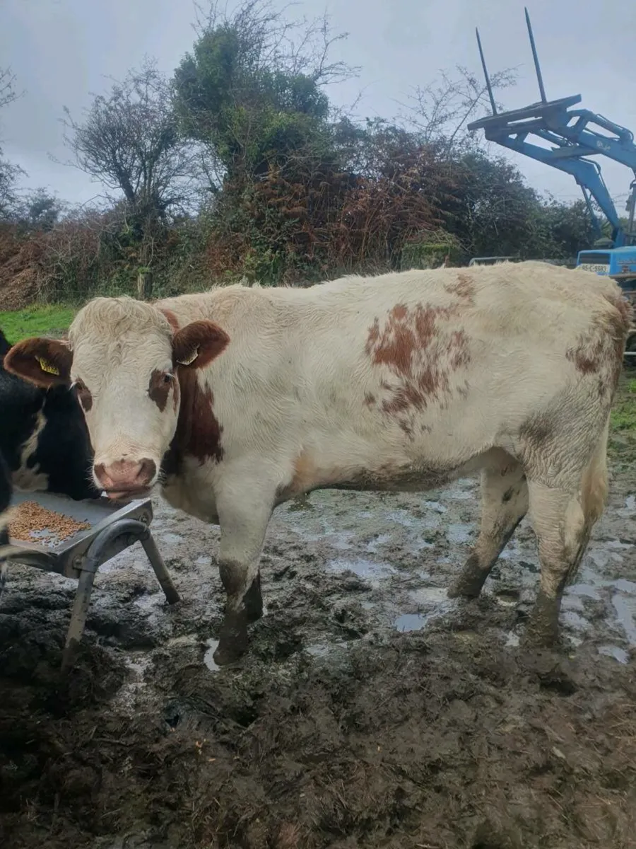 For sale SHX in calf heifers - Image 1
