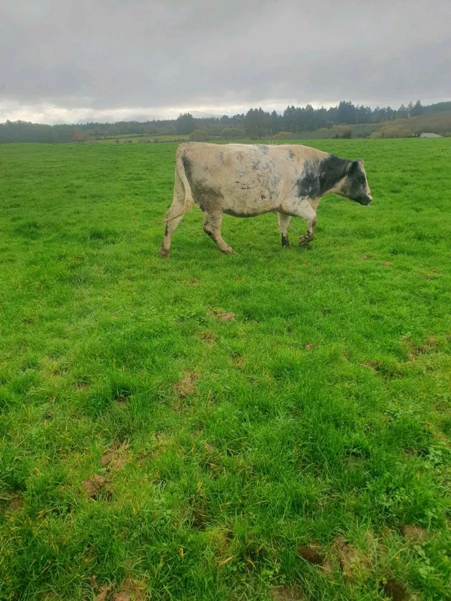 For sale SHX in calf heifers - Image 4