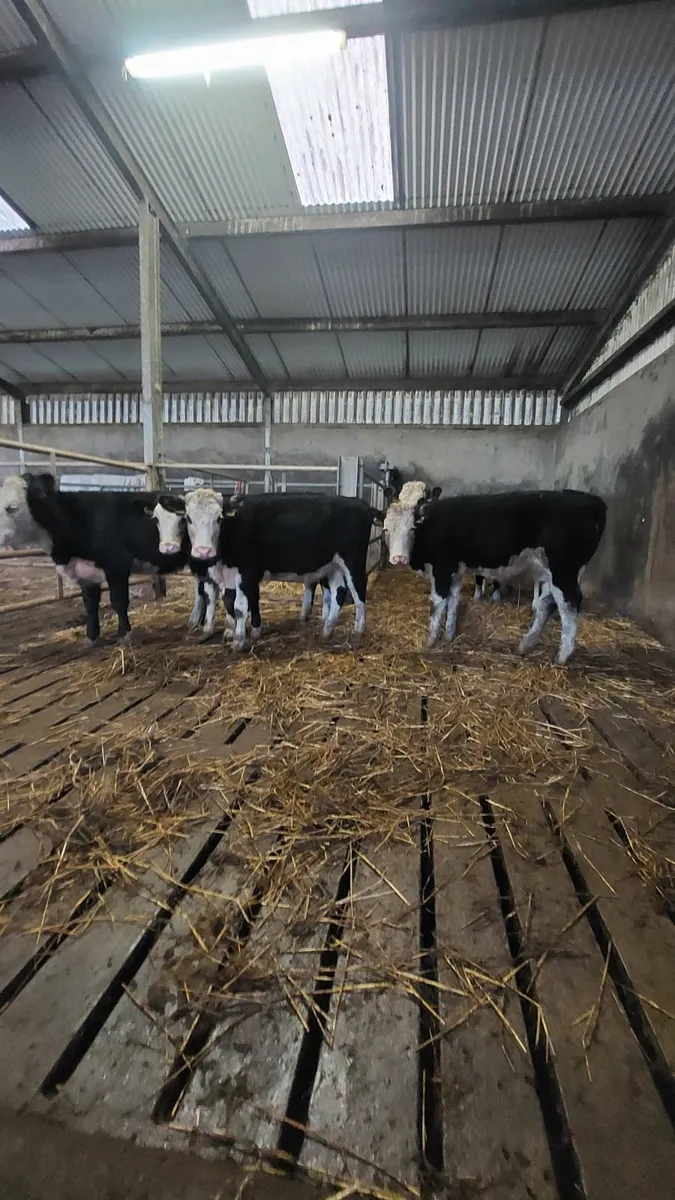 Weanling Heifers - Image 2