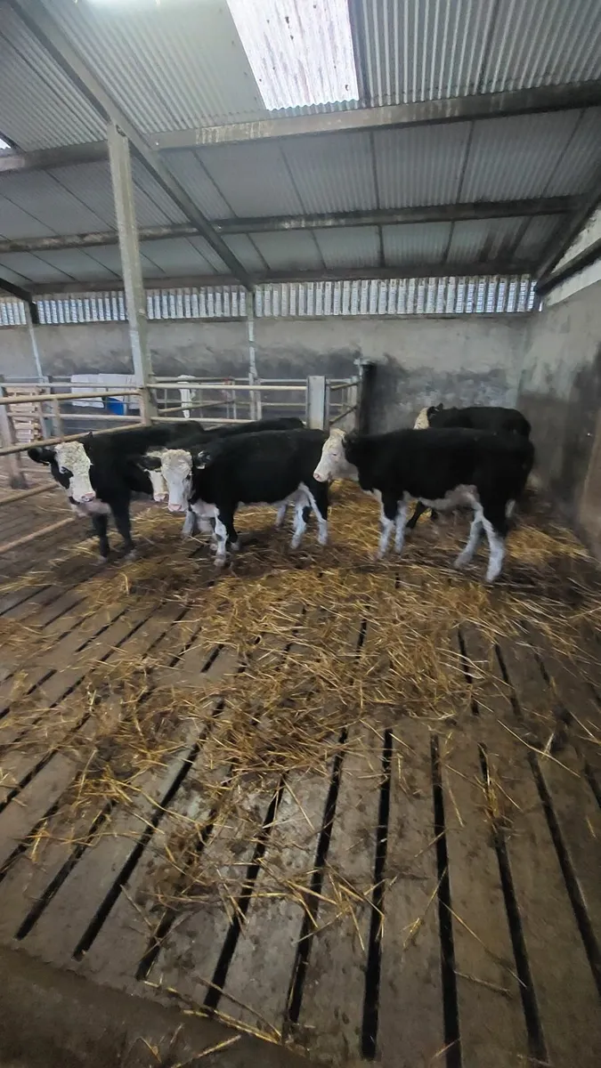 Weanling Heifers - Image 1