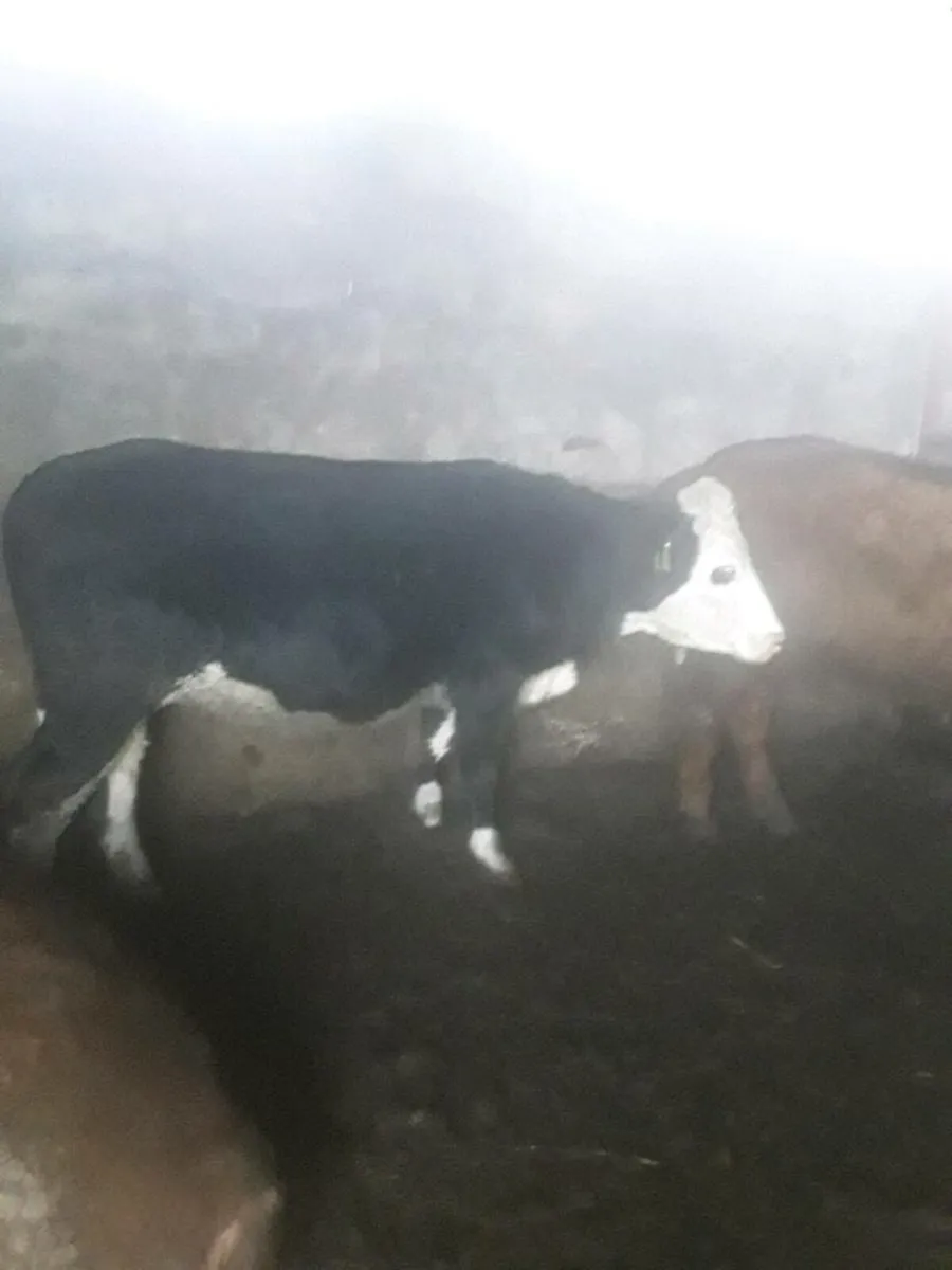 Incalf heifers - Image 1