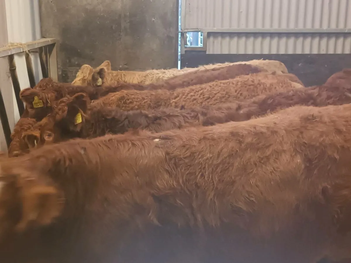 7 smashing U Grade  Heifer's for sale - Image 1