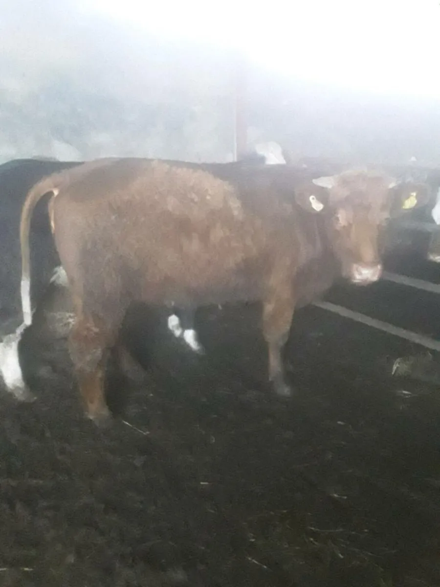 Incalf heifers - Image 2