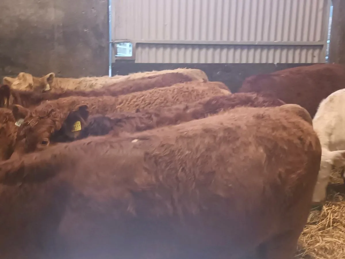7 smashing U Grade  Heifer's for sale - Image 2