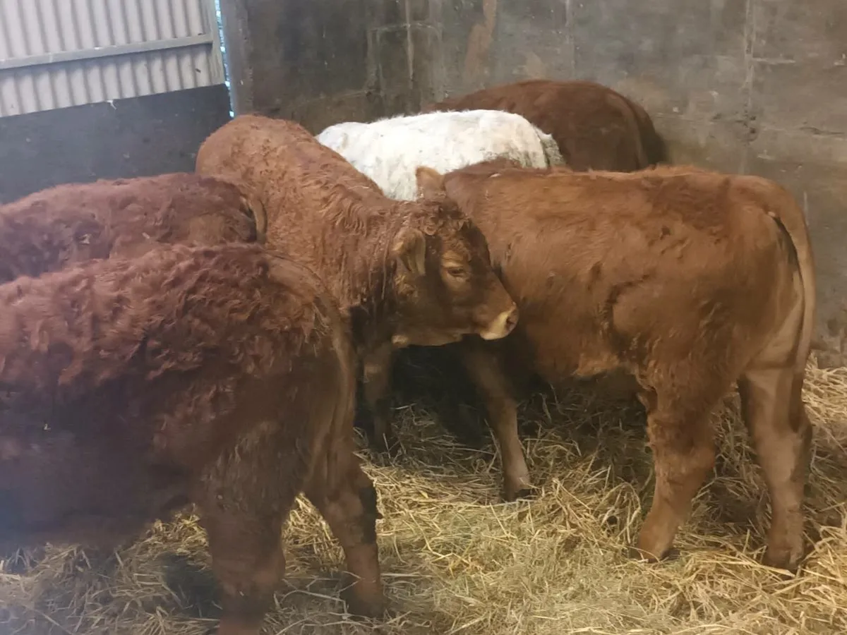 7 smashing U Grade  Heifer's for sale - Image 3