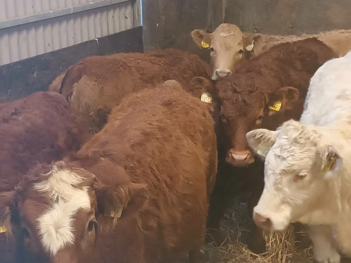 7 smashing U Grade  Heifer's for sale - Image 4