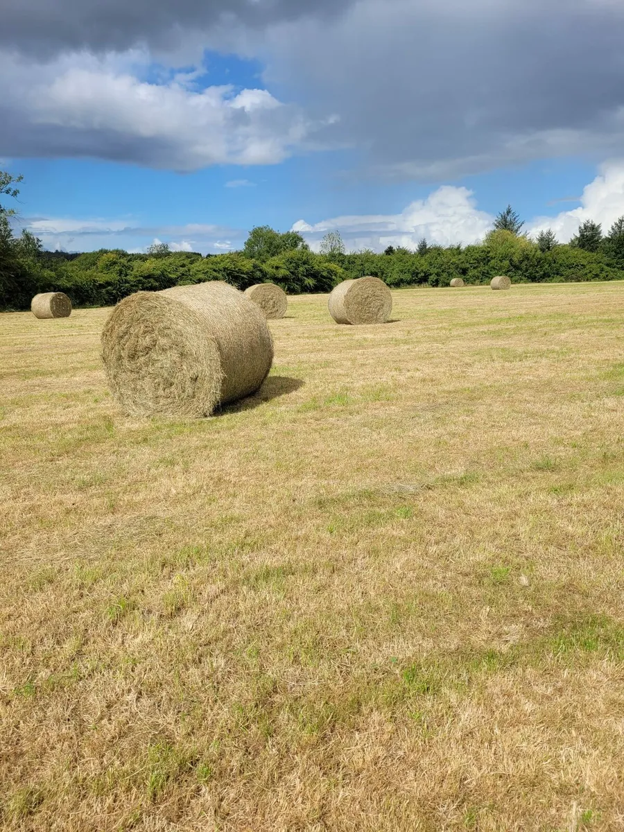 Hay - Image 2