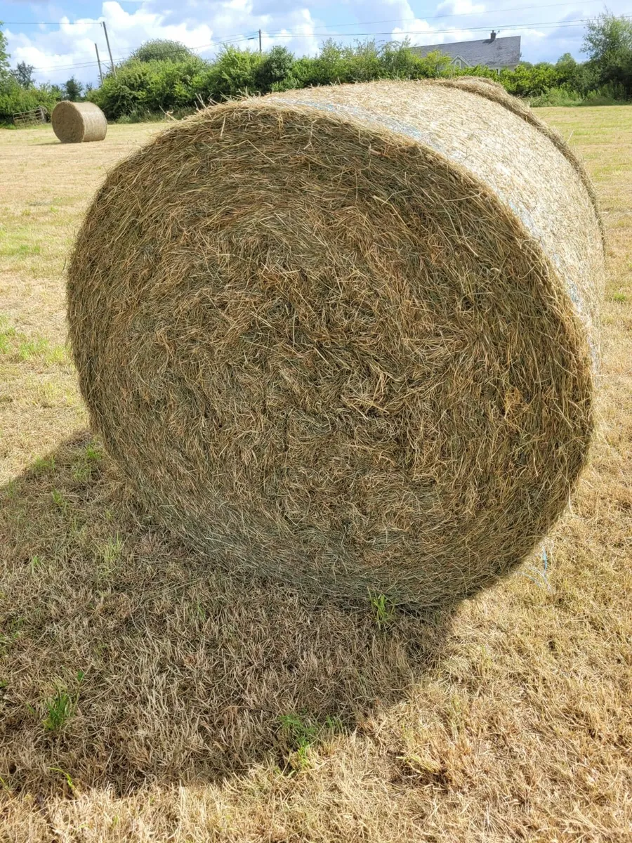 Hay - Image 1