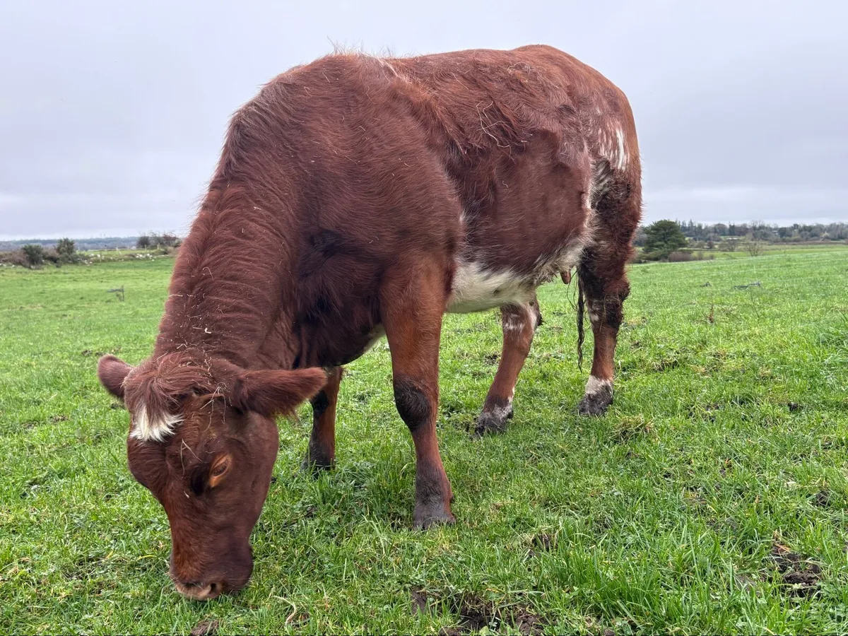 Roan Heifer balla mart 8 nov - Image 1
