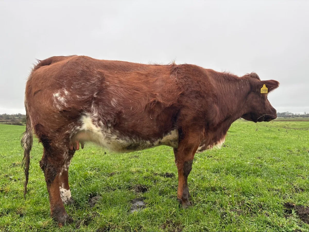 Roan Heifer balla mart 8 nov - Image 2