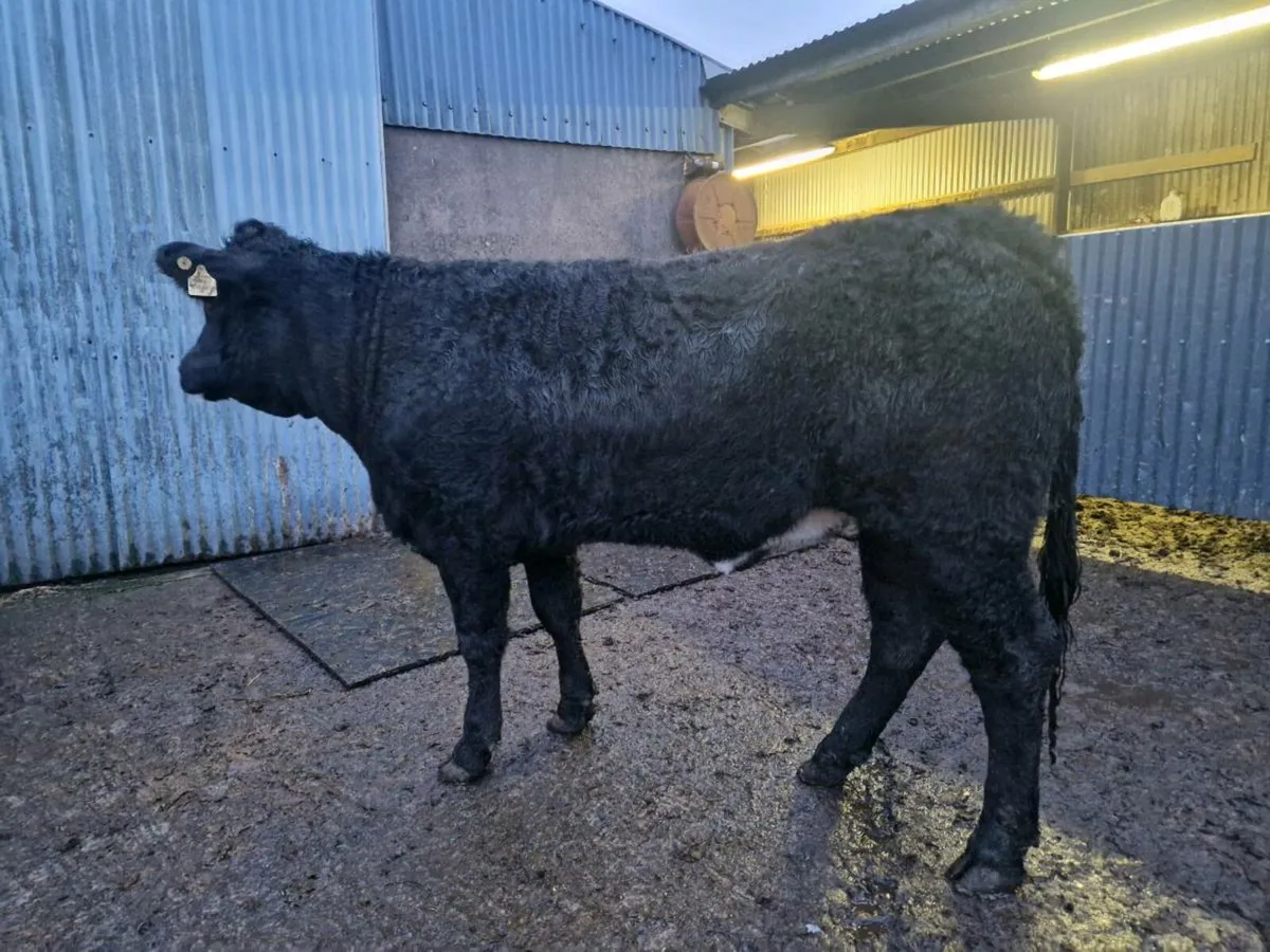 Limousine Breeding Heifer 4 star genotype - Image 1