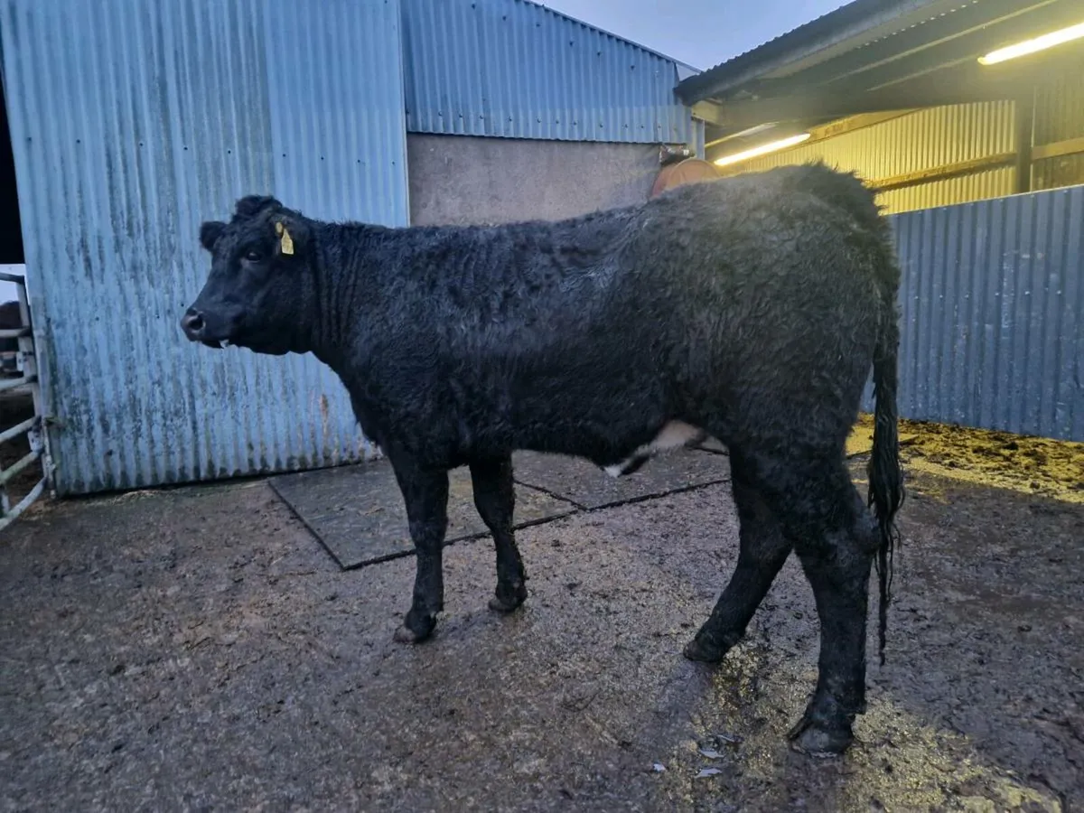 Limousine Breeding Heifer 4 star genotype - Image 2