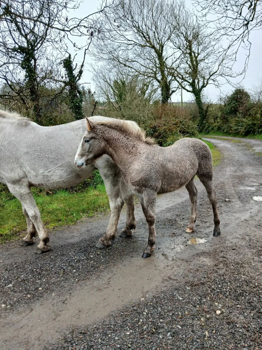 Irish Draught Colt foal - Image 2