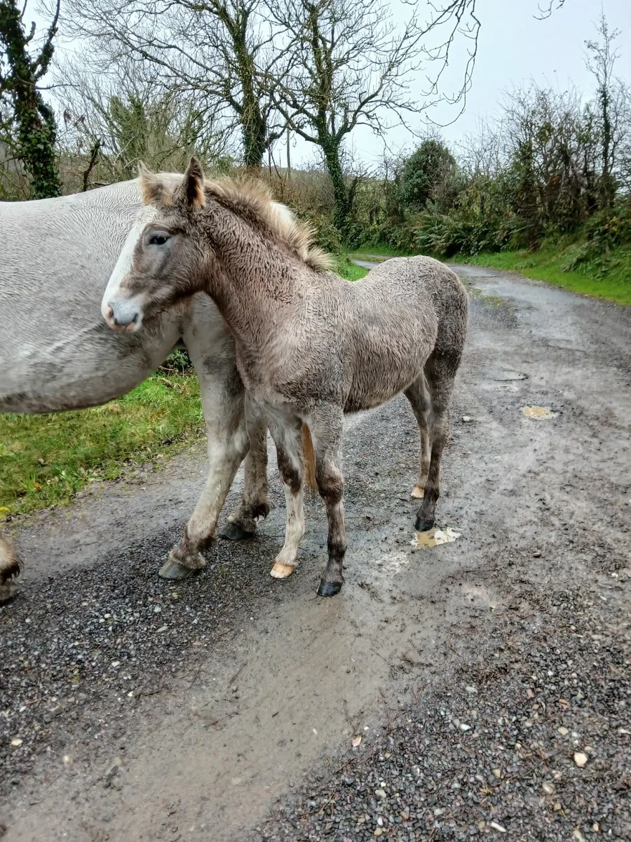 Irish Draught Colt foal - Image 3
