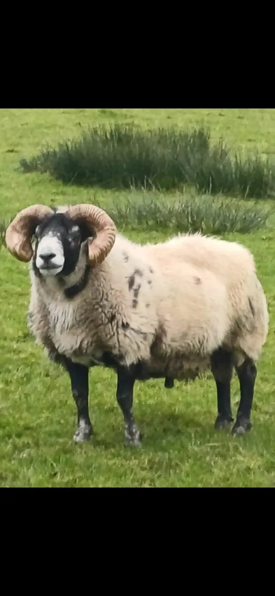 Lanark Tip and Ewes - Image 3