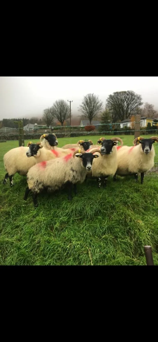 Lanark Tip and Ewes - Image 2
