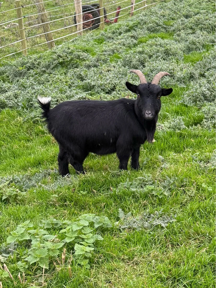 Pygmy Goats - Image 2