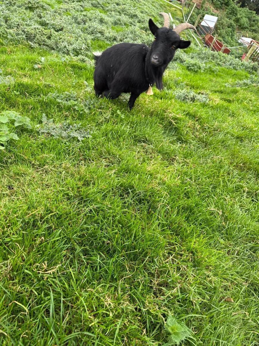Pygmy Goats - Image 3
