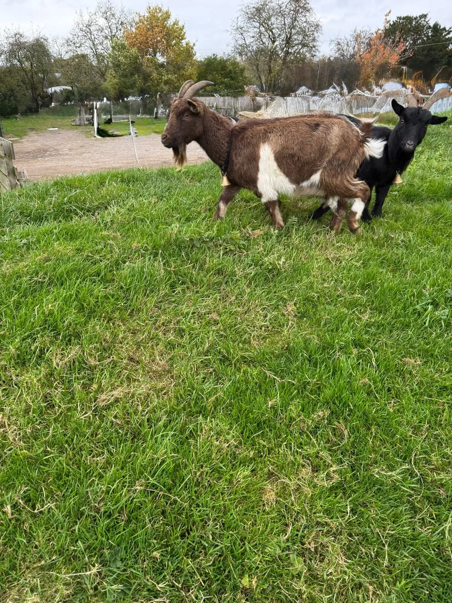 Pygmy Goats - Image 4