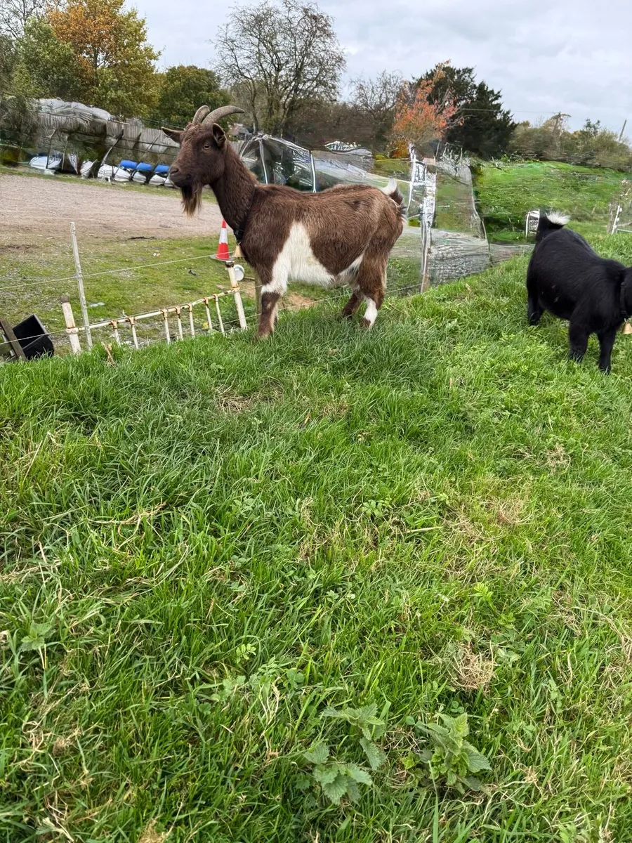 Pygmy Goats - Image 3