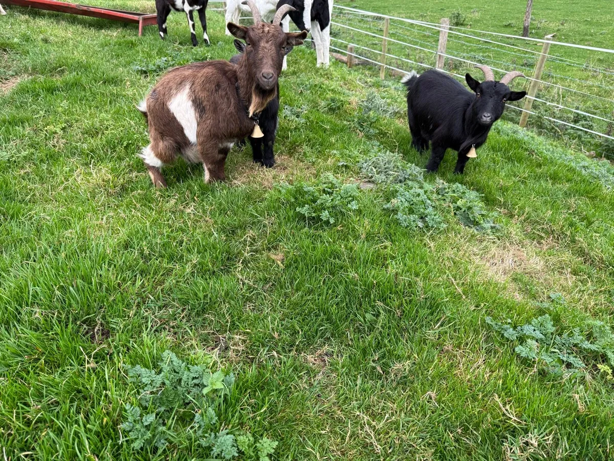 Pygmy Goats - Image 1