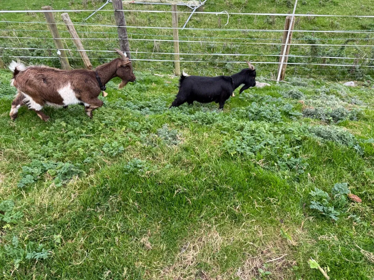 Pygmy Goats - Image 4