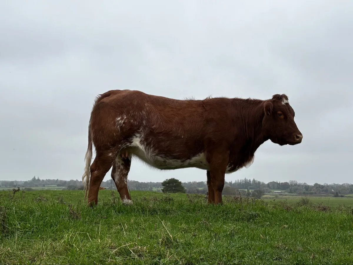Roan Heifer balla mart 8 nov - Image 3
