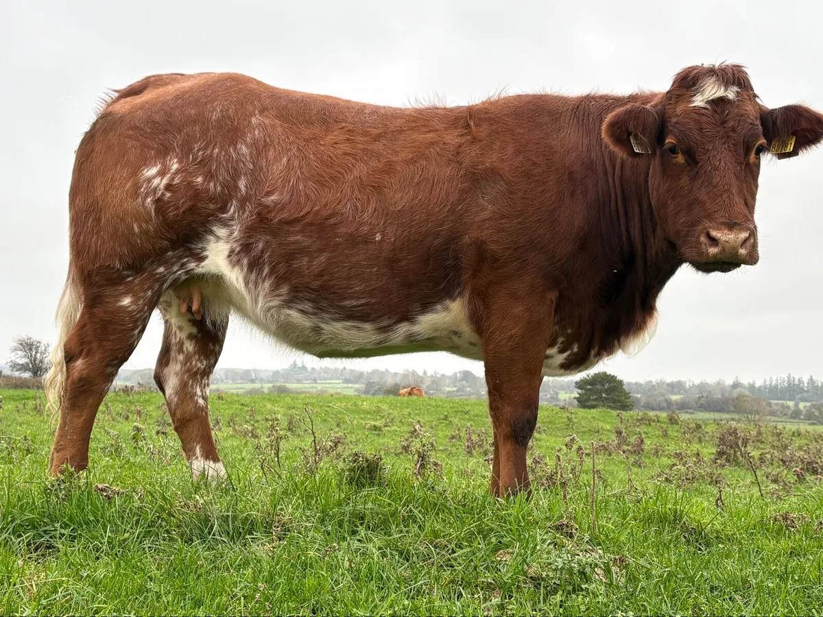 Roan Heifer balla mart 8 nov - Image 4