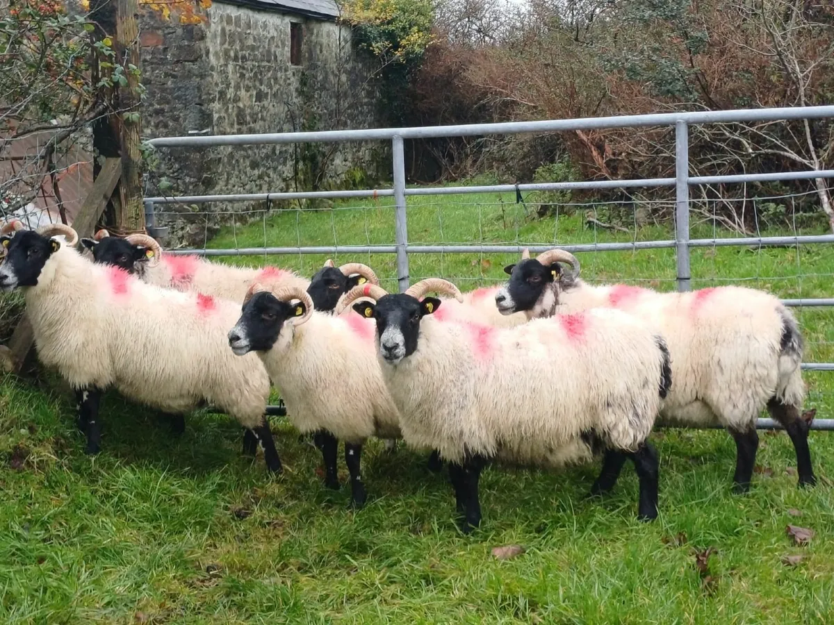 Lanark Tip and Ewes - Image 1