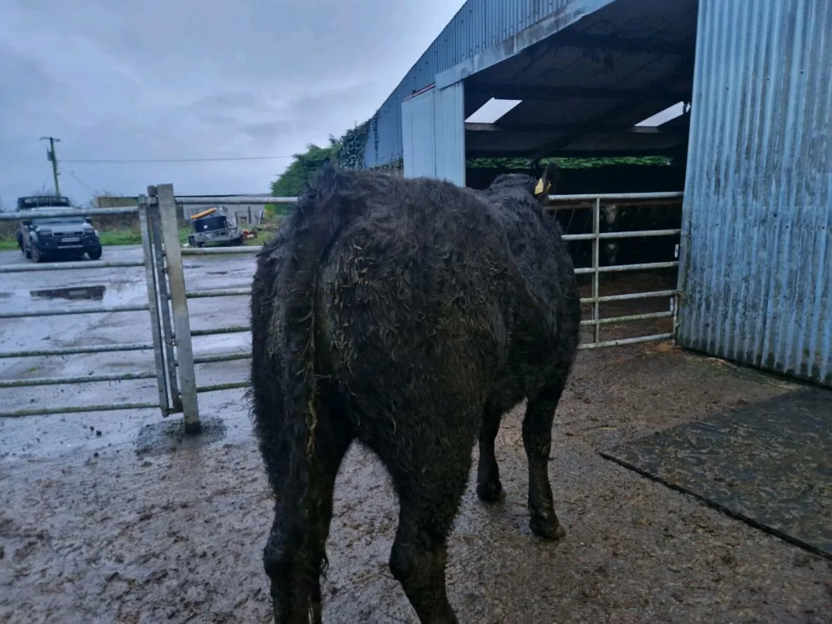 Limousine Breeding Heifer 4 star genotype - Image 3