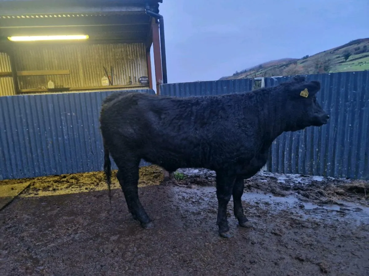 Limousine Breeding Heifer 4 star genotype - Image 4