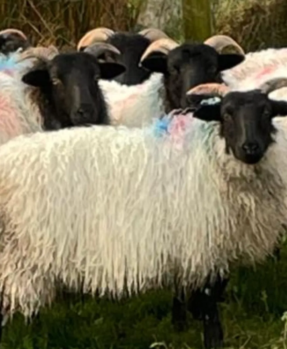 Blackface ewe lambs - Image 1