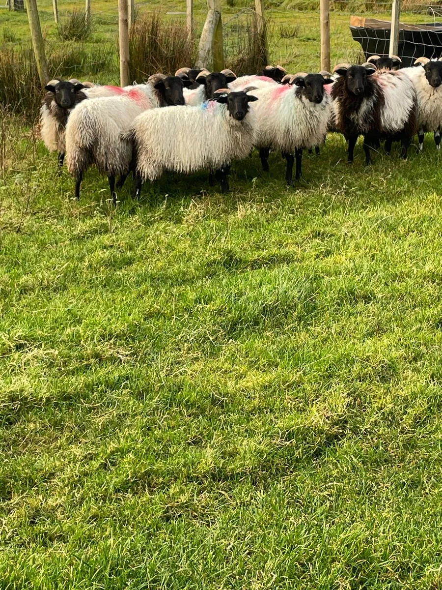 Blackface ewe lambs - Image 2