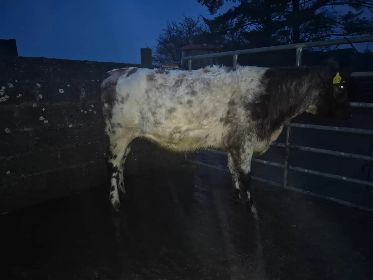 Purebred Registered Shorthorn heifer - Image 4