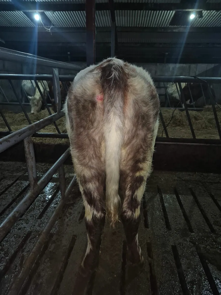 Purebred Registered Shorthorn heifer - Image 3