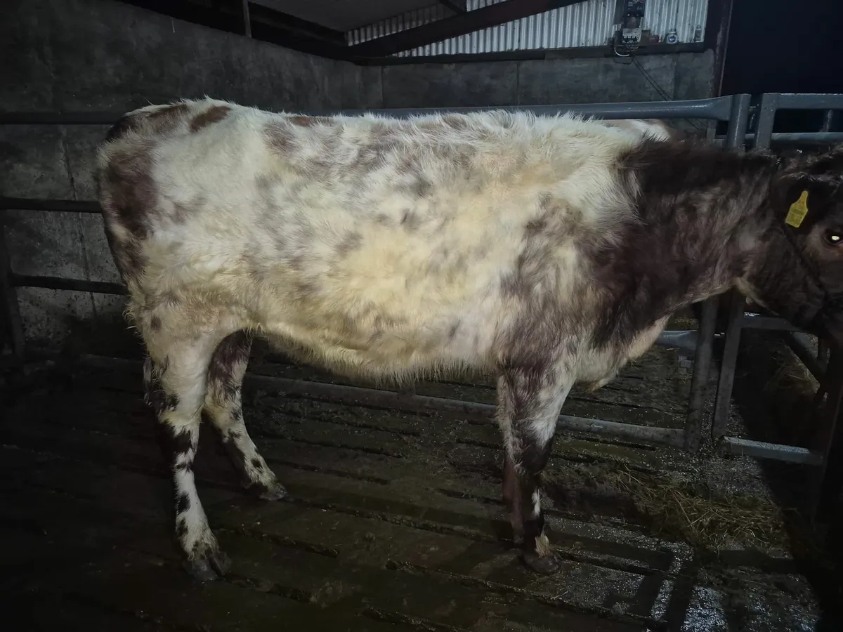 Purebred Registered Shorthorn heifer - Image 1