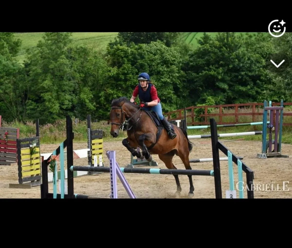 Beautiful, all rounder mare - Image 1