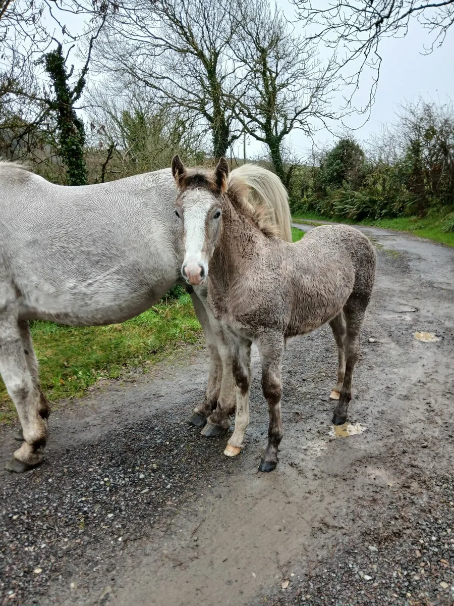 Irish Draught Colt foal - Image 1
