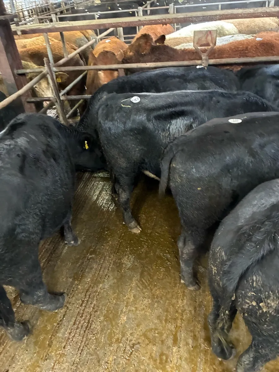 Angus & Hereford Bullocks - Image 2