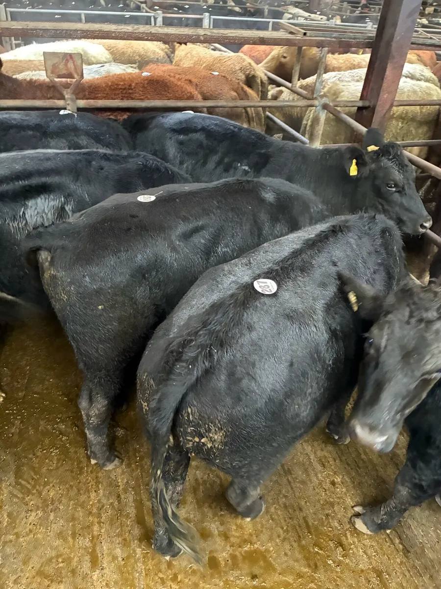 Angus & Hereford Bullocks - Image 3