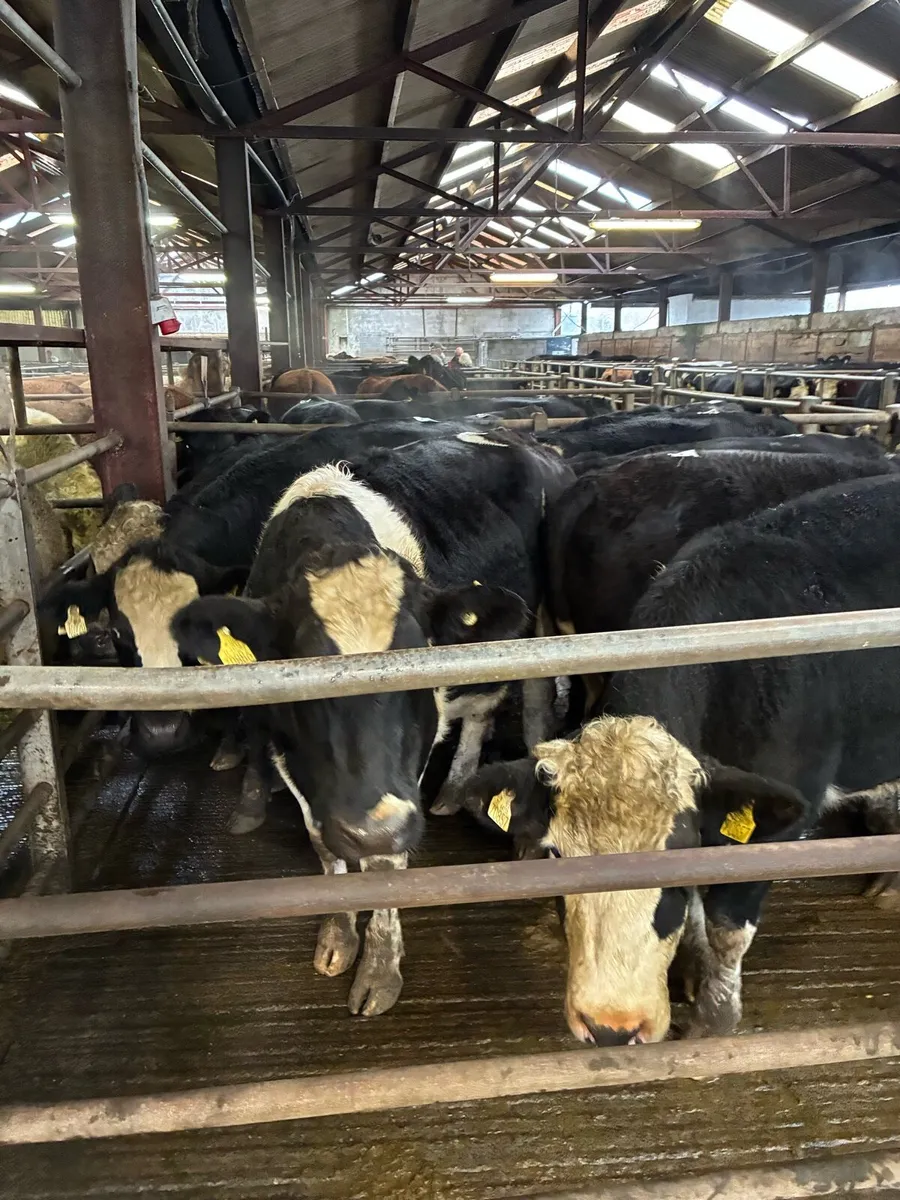 Angus & Hereford Bullocks - Image 4