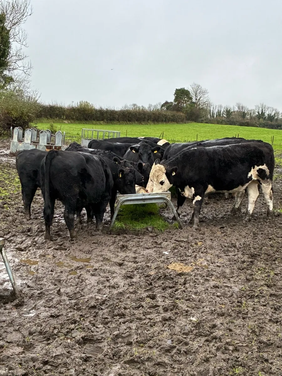 Angus & Hereford Bullocks - Image 1
