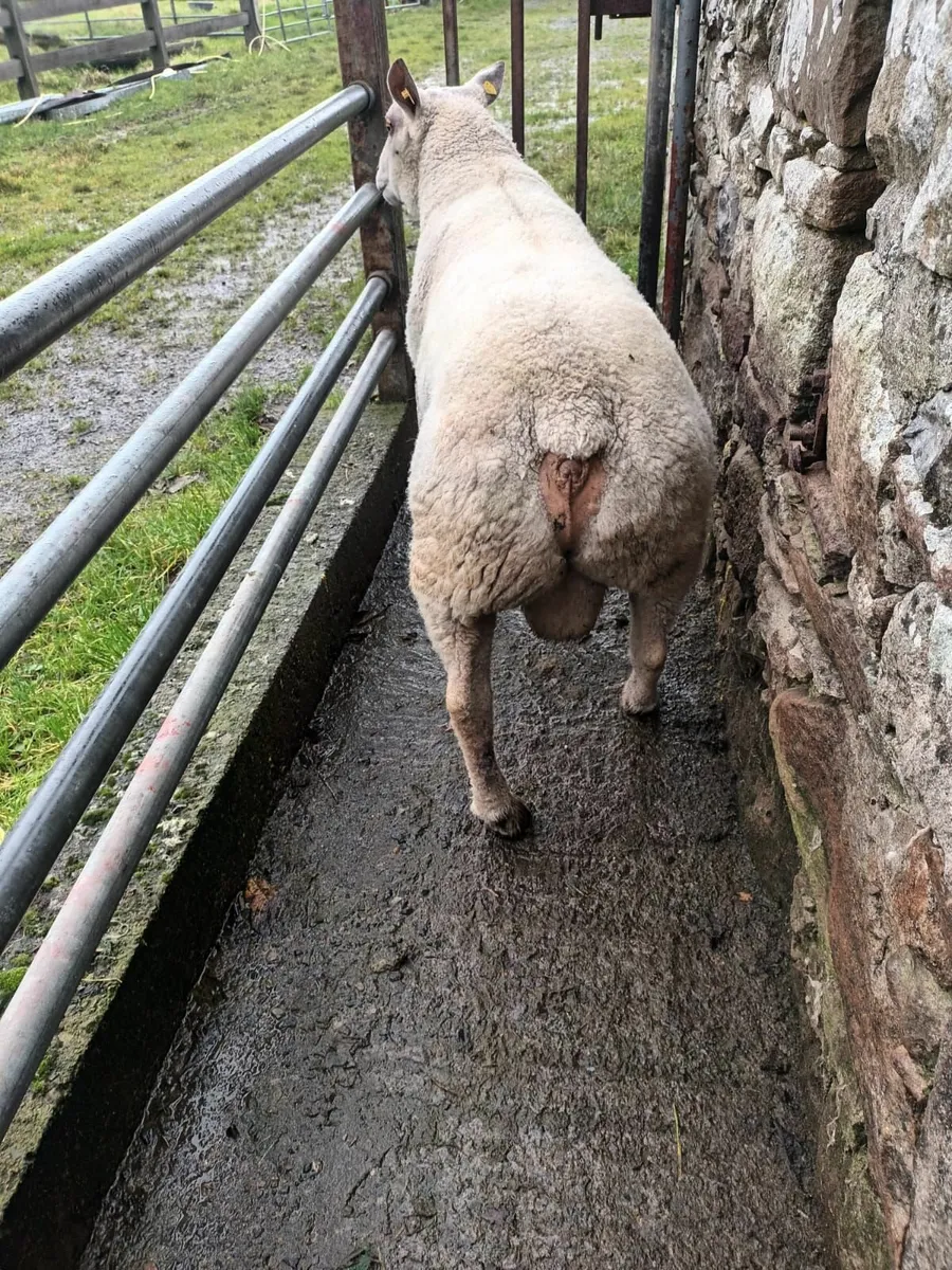 PBNR Charollais Ram - Image 1