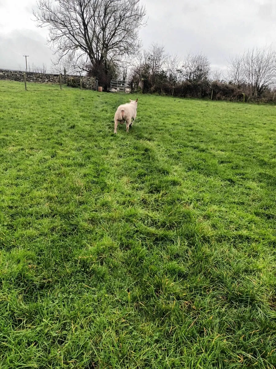 PBNR Charollais Ram - Image 2