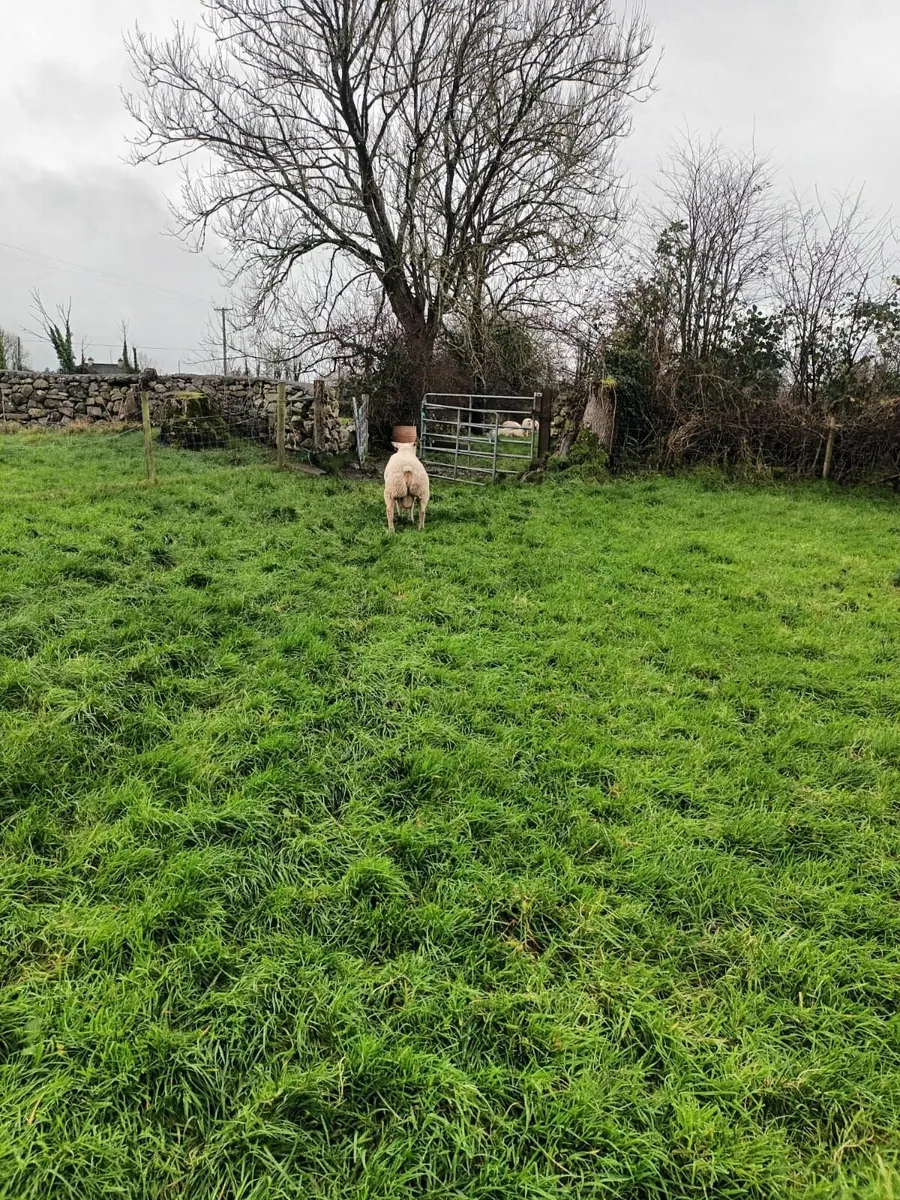 PBNR Charollais Ram - Image 3