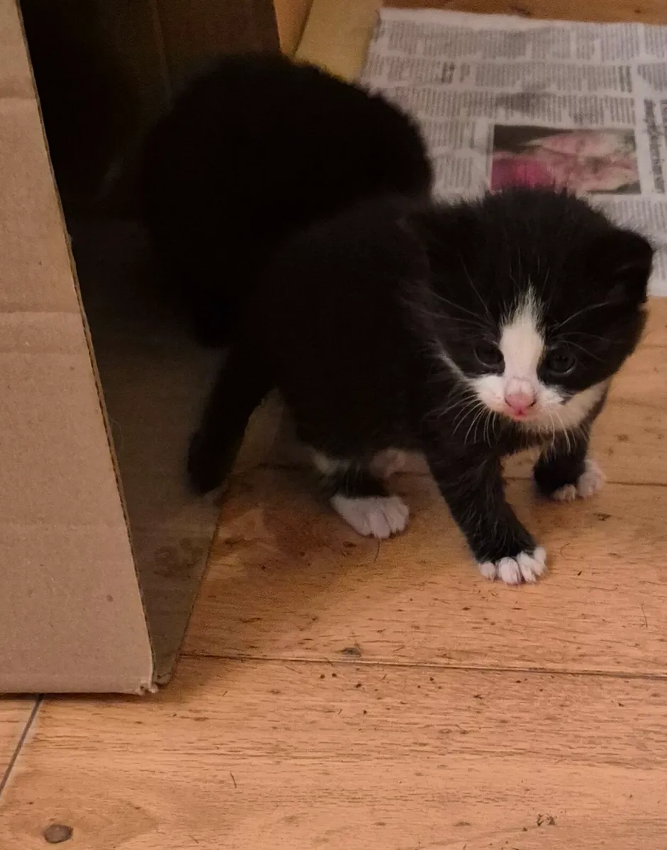 Kittens - Image 3