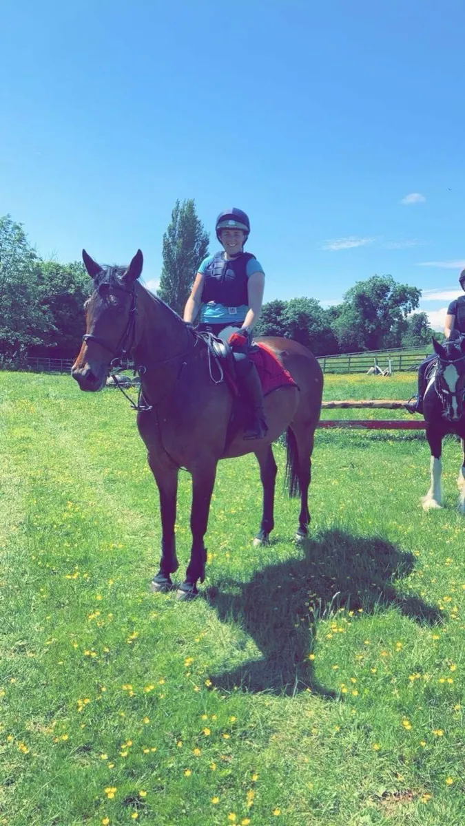 Beautiful, all rounder mare - Image 2