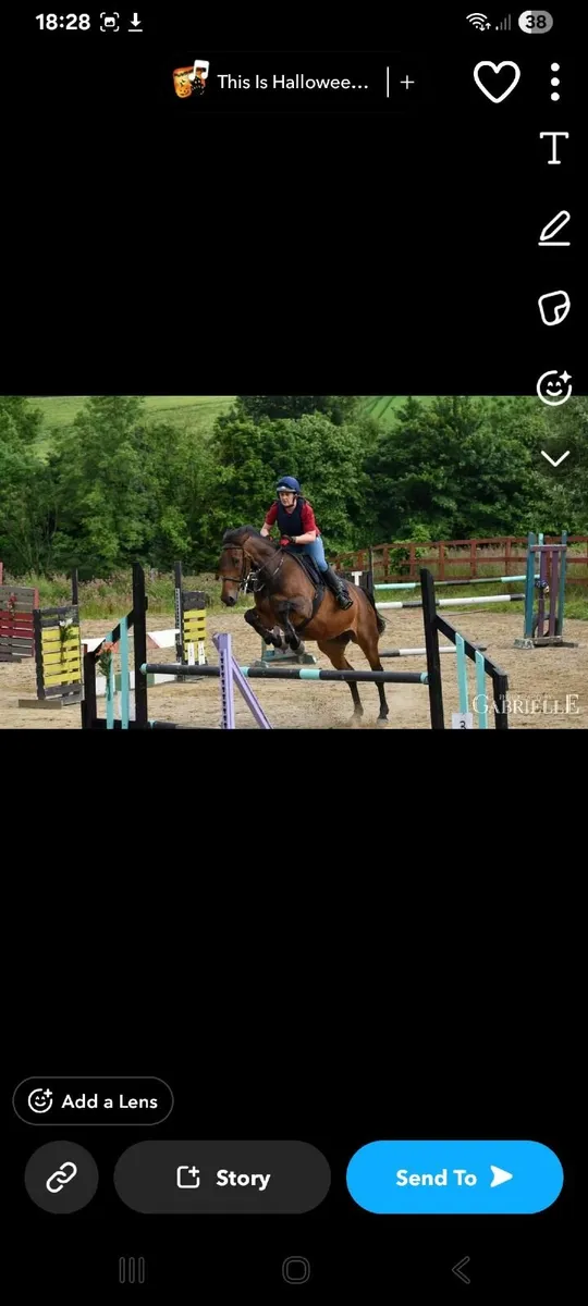 Beautiful, all rounder mare - Image 3